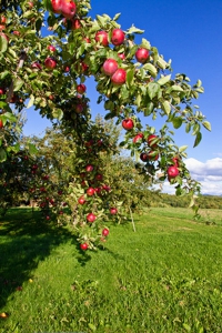 Obstbaumschnitt Streuobstwiese
